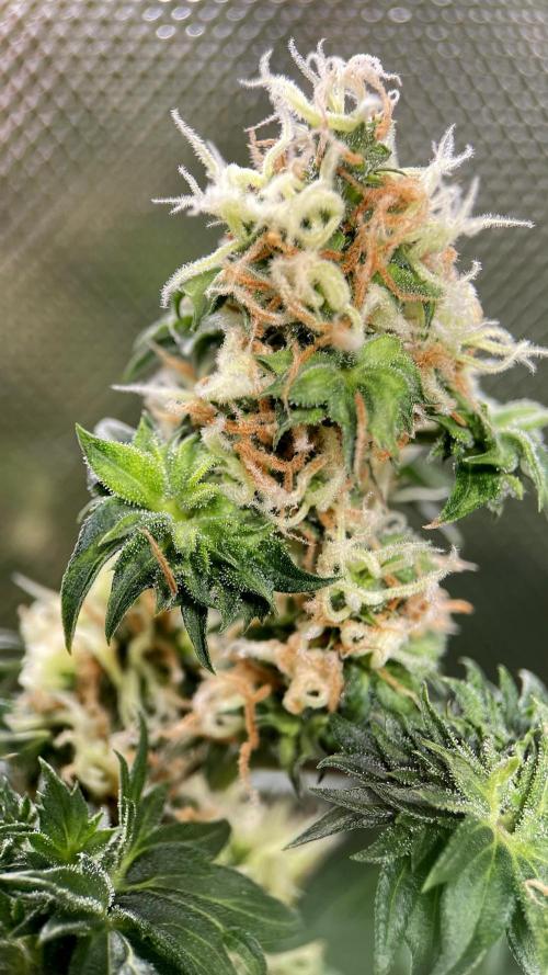 Terpyz - Dooligah 0G F3. Week 14