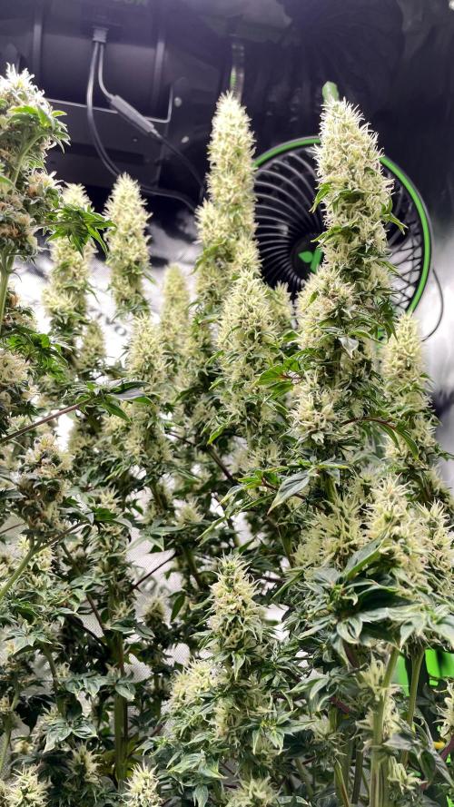 Terpyz - Dooligah 0G F3. Week 14