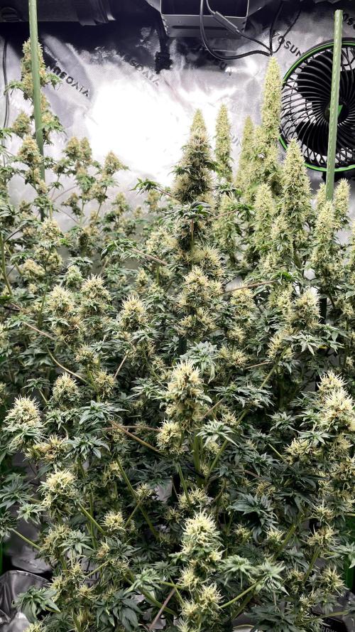 Terpyz - Dooligah 0G F3. Week 14