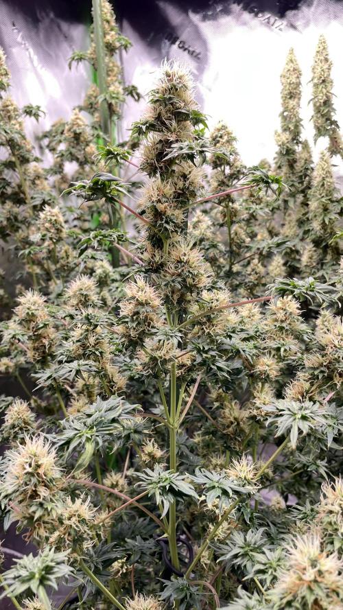 Terpyz - Dooligah 0G F3. Week 14