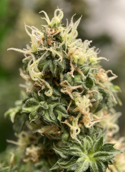 Terpyz - Dooligah 0G F3. Week 14