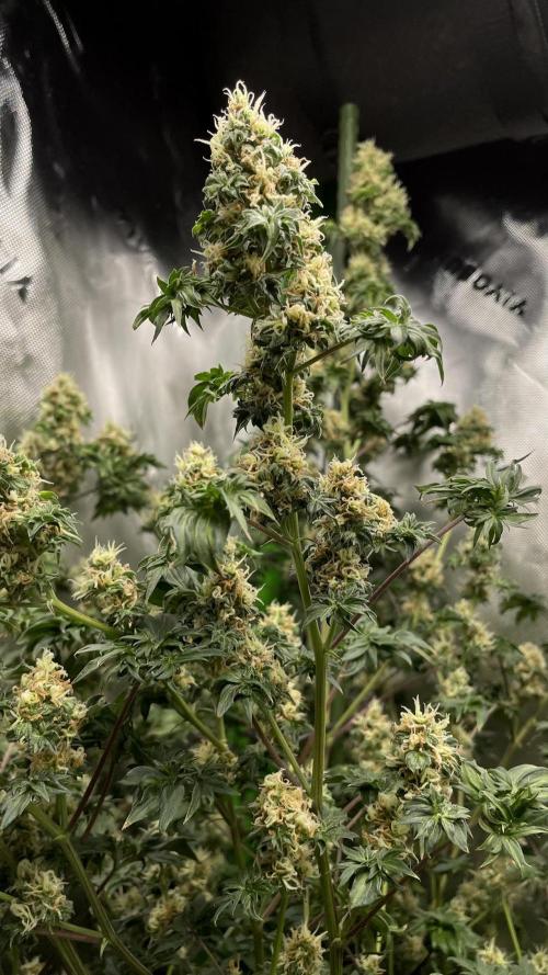 Terpyz - Dooligah 0G F3. Week 14