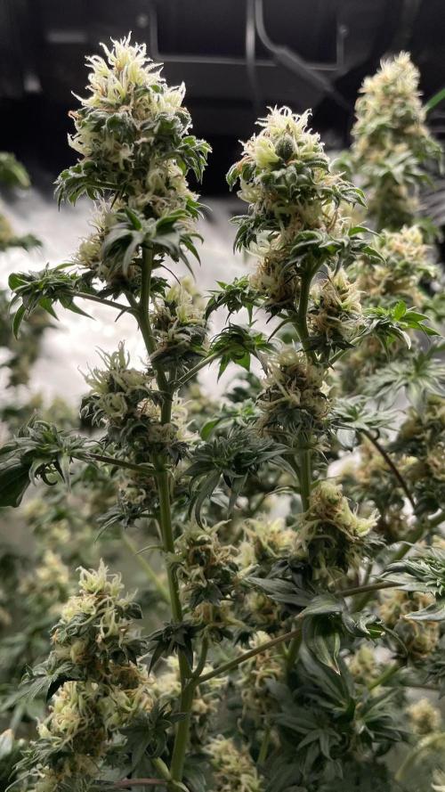 Terpyz - Dooligah 0G F3. Week 14