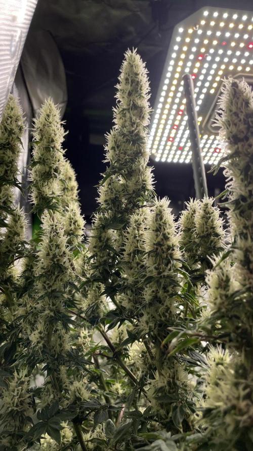 Terpyz - Dooligah 0G F3. Week 14