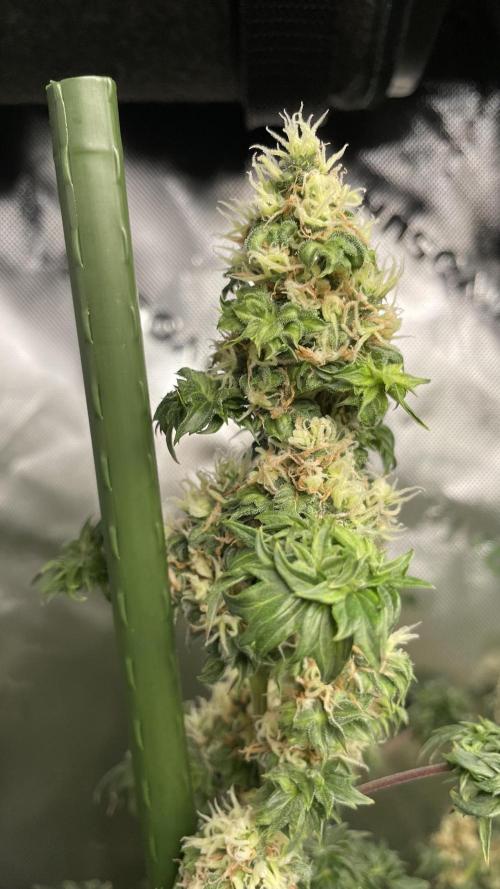 Terpyz - Dooligah 0G F3. Week 14