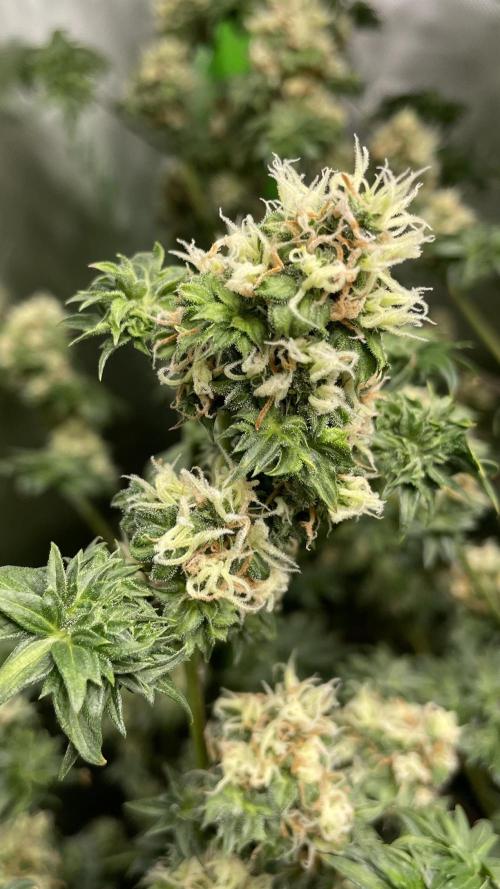 Terpyz - Dooligah 0G F3. Week 14