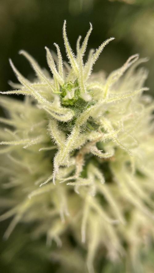 Terpyz - Dooligah 0G F3. Week 14