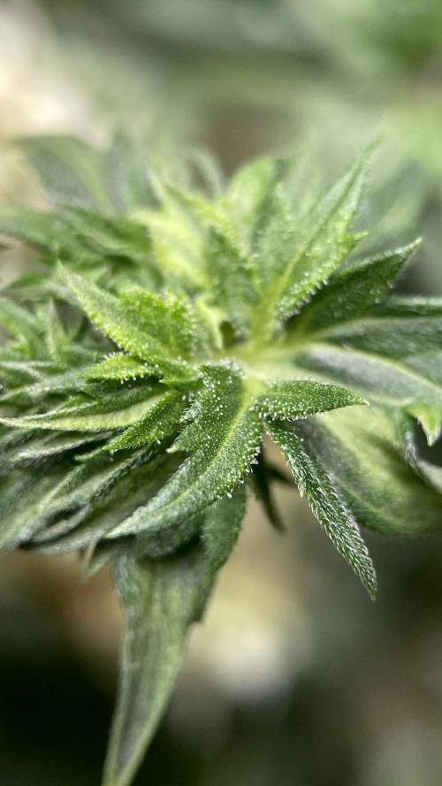 Terpyz - Dooligah 0G F3. Week 14