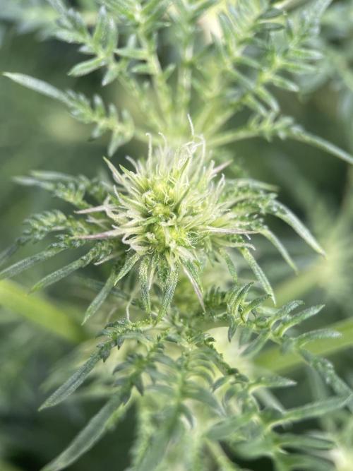 Terpyz - Mentha De Croco. Week 12