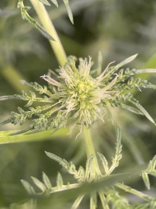 Terpyz - Mentha De Croco. Week 12