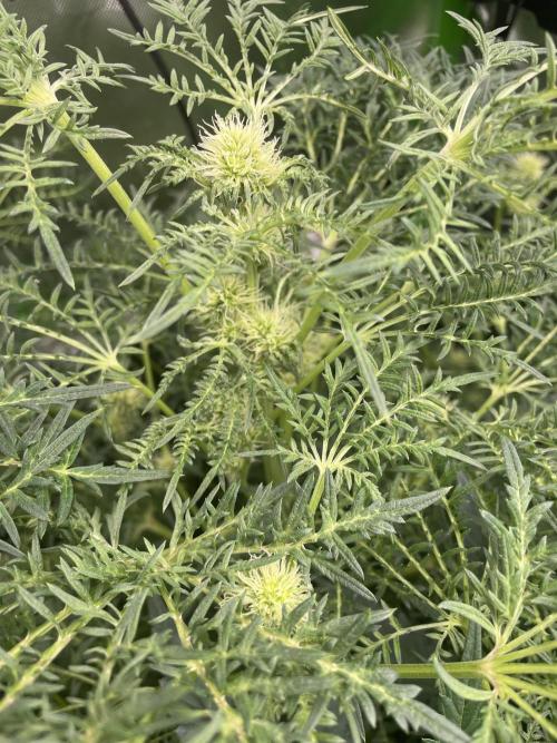 Terpyz - Mentha De Croco. Week 12