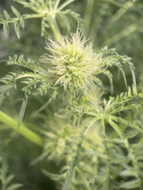 Terpyz - Mentha De Croco. Week 12
