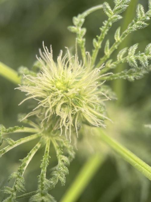 Terpyz - Mentha De Croco. Week 12