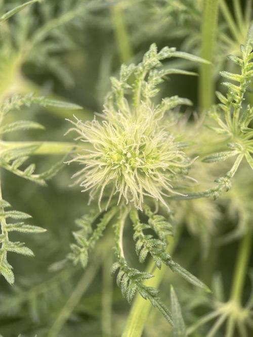 Terpyz - Mentha De Croco. Week 12