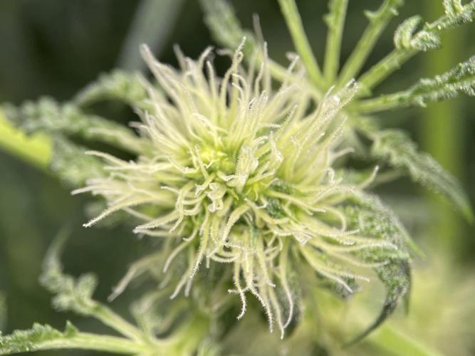 Terpyz - Mentha De Croco. Week 12