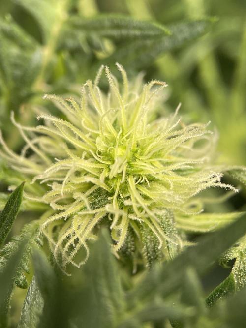 Terpyz - Mentha De Croco. Week 12
