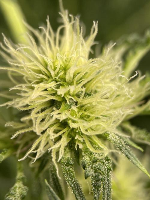 Terpyz - Mentha De Croco. Week 12