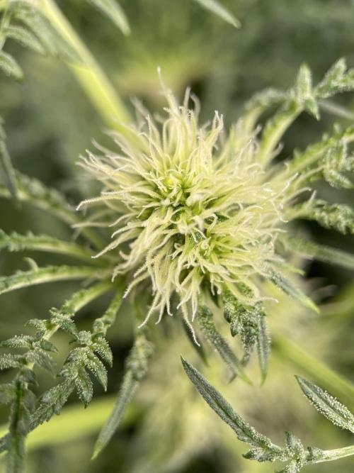 Terpyz - Mentha De Croco. Week 12