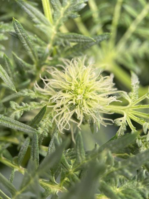 Terpyz - Mentha De Croco. Week 12