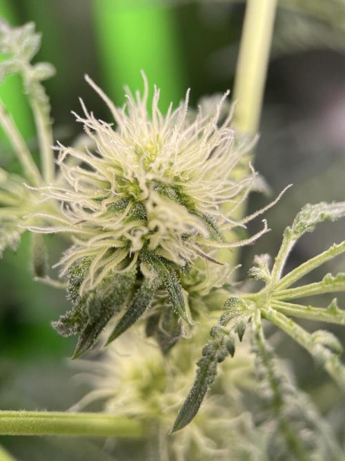 Terpyz - Mentha De Croco. Week 12