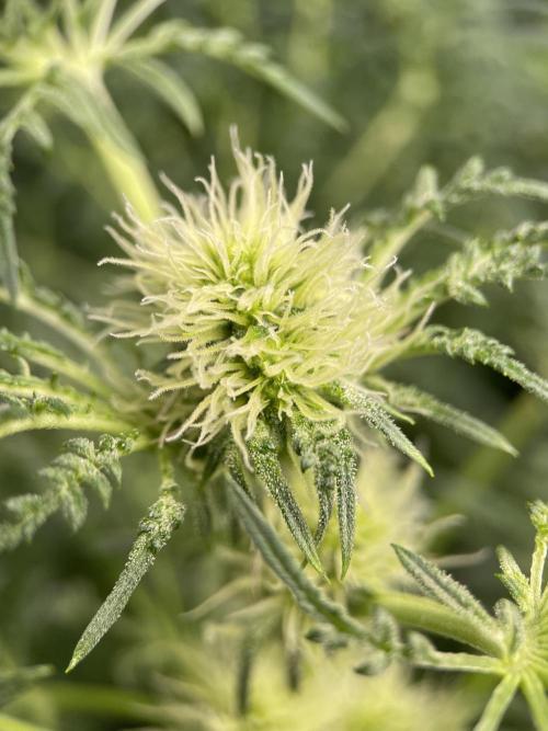 Terpyz - Mentha De Croco. Week 12