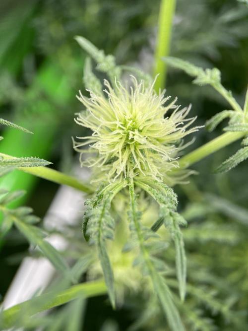 Terpyz - Mentha De Croco. Week 12