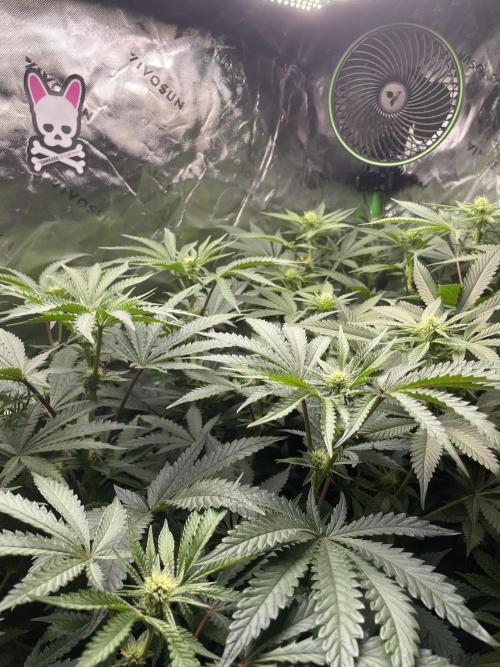 Terpyz - Cheesus Christ S1. Week 12