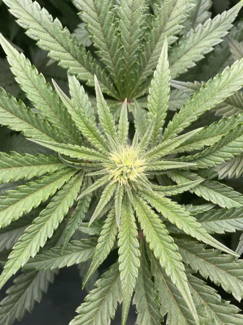 Terpyz - Cheesus Christ S1. Week 12