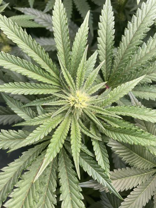 Terpyz - Cheesus Christ S1. Week 12