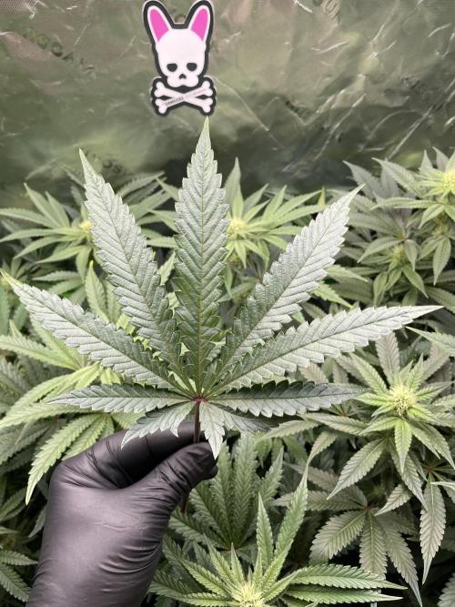 Terpyz - Cheesus Christ S1. Week 12