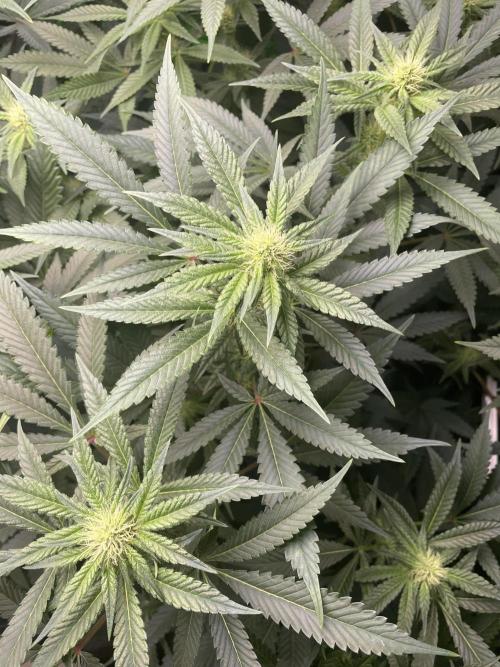 Terpyz - Neon Wasabii. Week 12