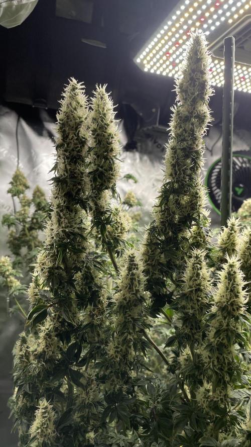 Terpyz - Dooligah 0G F3. Week 15