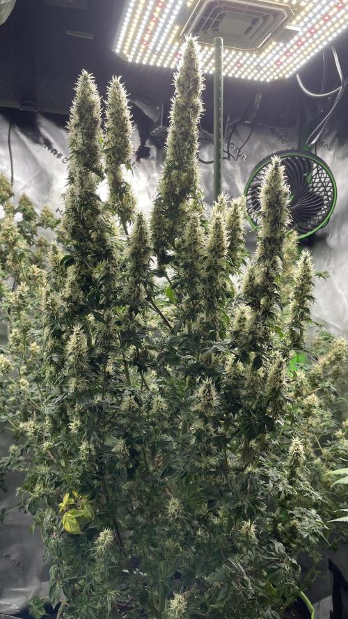 Terpyz - Dooligah 0G F3. Week 15