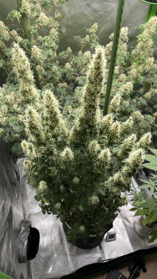 Terpyz - Dooligah 0G F3. Week 15