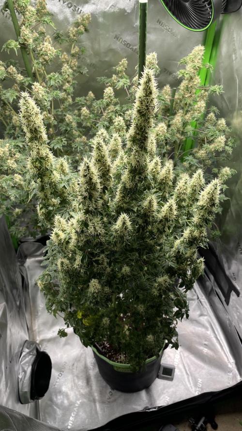 Terpyz - Dooligah 0G F3. Week 15