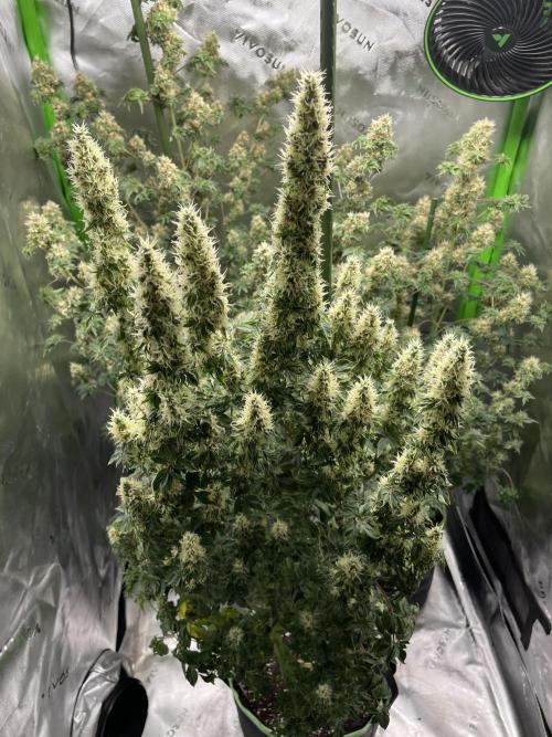 Terpyz - Dooligah 0G F3. Week 15