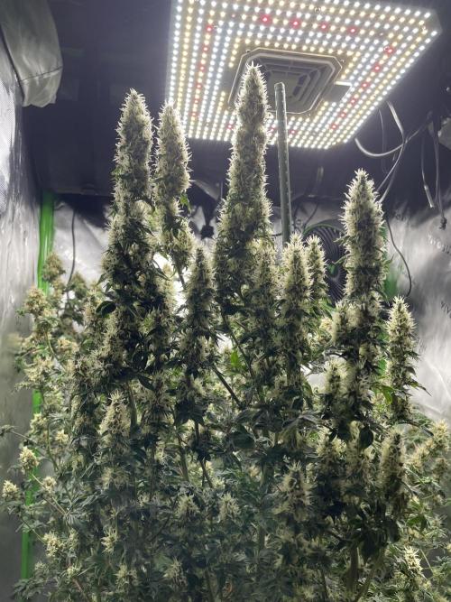 Terpyz - Dooligah 0G F3. Week 15