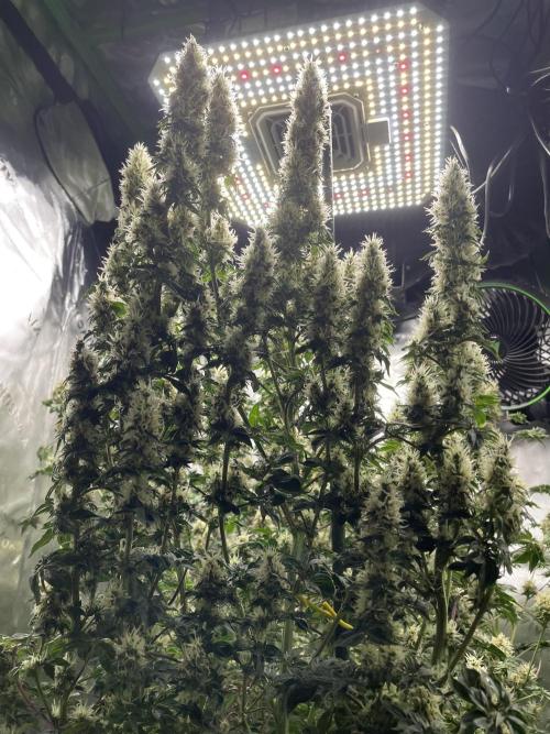 Terpyz - Dooligah 0G F3. Week 15