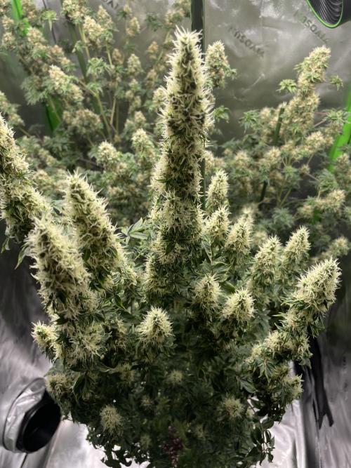 Terpyz - Dooligah 0G F3. Week 15