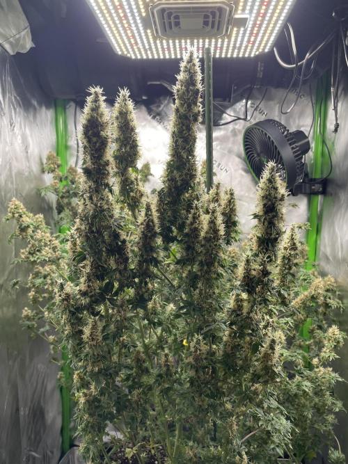 Terpyz - Dooligah 0G F3. Week 16