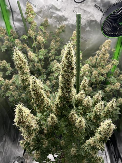 Terpyz - Dooligah 0G F3. Week 16