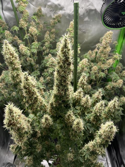 Terpyz - Dooligah 0G F3. Week 16