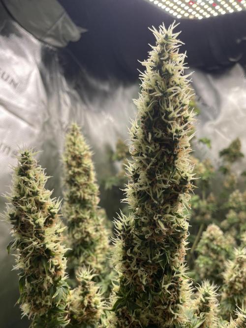 Terpyz - Dooligah 0G F3. Week 16