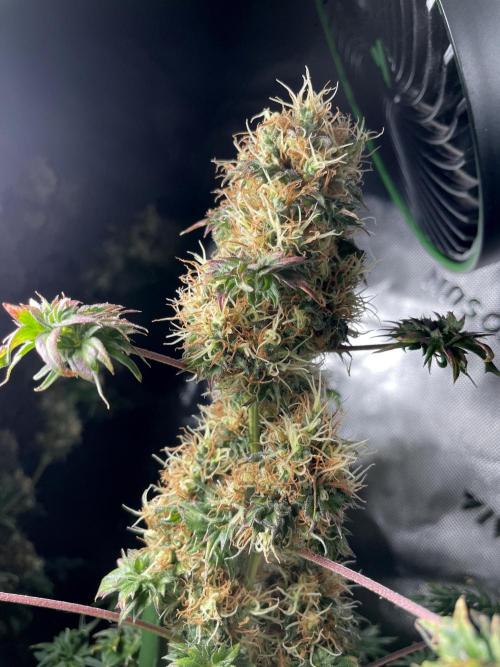 Terpyz - Dooligah 0G F3. Week 16