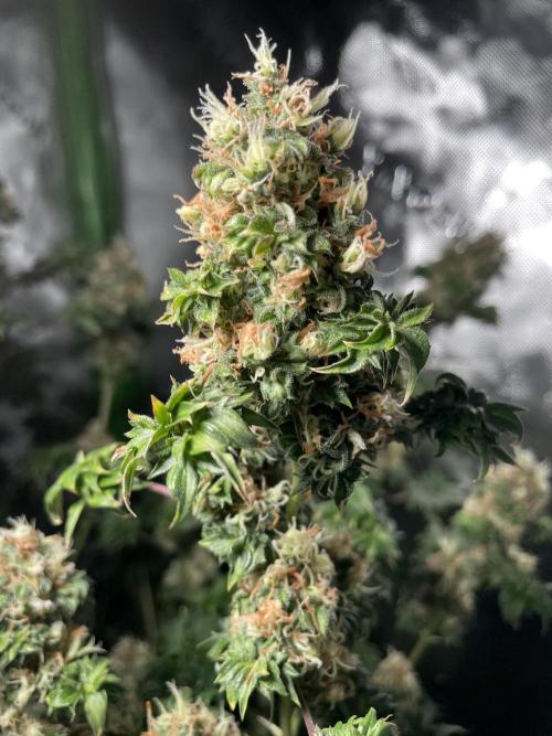 Terpyz - Dooligah 0G F3. Week 16