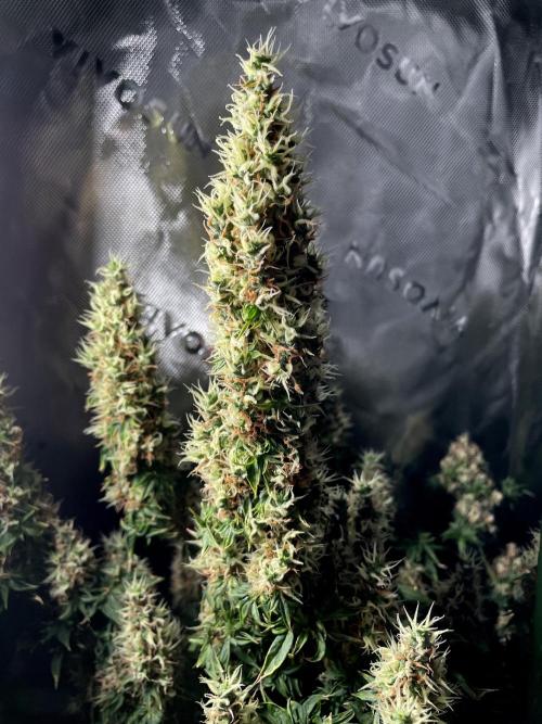 Terpyz - Dooligah 0G F3. Week 16