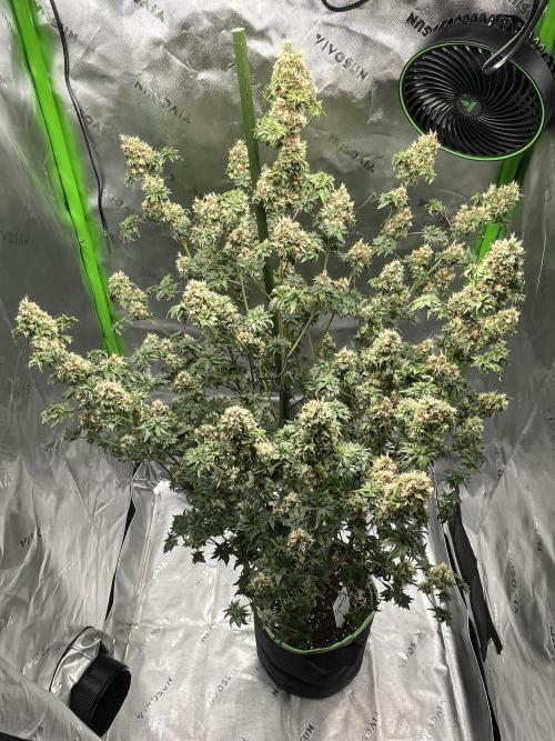 Terpyz - Dooligah 0G F3. Week 16