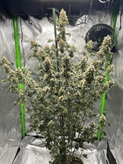 Terpyz - Dooligah 0G F3. Week 16