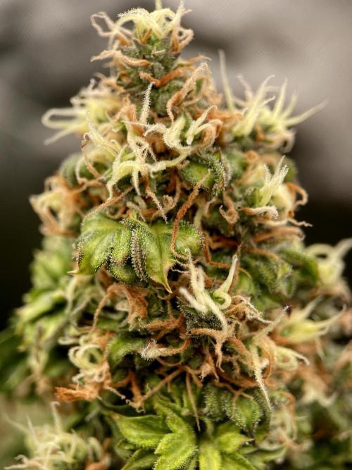 Terpyz - Dooligah 0G F3. Week 16