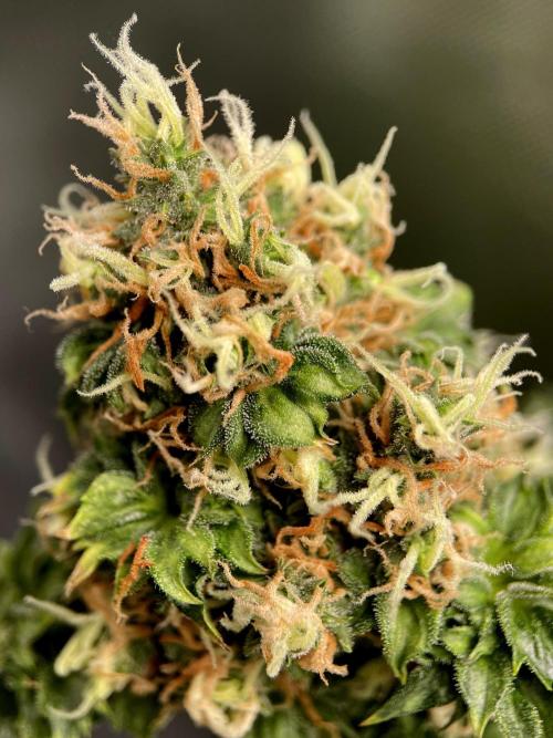 Terpyz - Dooligah 0G F3. Week 16